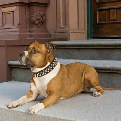 collier chien cuir disponible en noir rouge et marron style punk rock