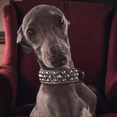 collier chien cuir punk rock noir large 5 cm avec rivets et boucle metal