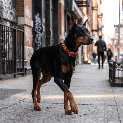 collier chien cuir cloute large rouge sur dobermann en promenade urbaine