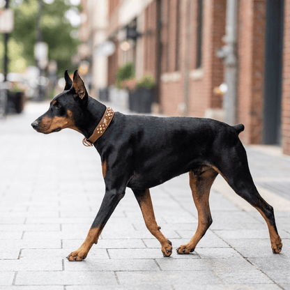 collier chien cuir cloute large noir sur dobermann en promenade profil