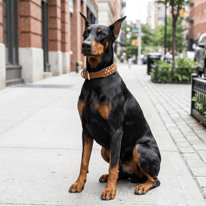 collier chien cuir cloute large noir sur dobermann assis trois quarts exterieur