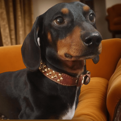 Collier chien cuir vachette meilleur