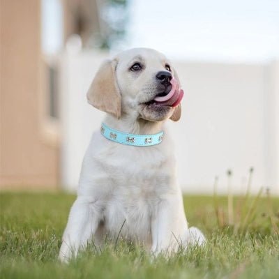 collier chien cuir véritable décor os bleu clair pour chiot tendance