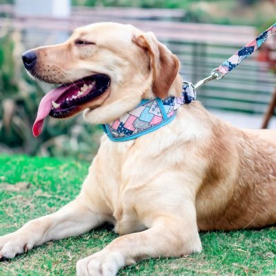 Collier chien bleu en nylon respirant, design ajustable et sécurisé - DuraFit™ - Chien store