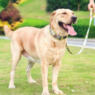 Collier chien jaune pour chien matériel durable nylon respirant - DuraFit™ - Chien store