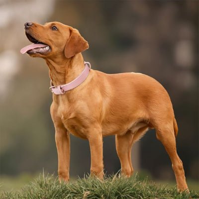 Collier chien en cuir - CozyPaw™ - Chien store