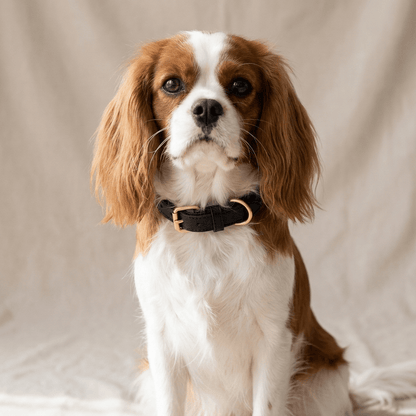 collier chien en cuir rembourre noir sur cavalier king charles assis face interieur
