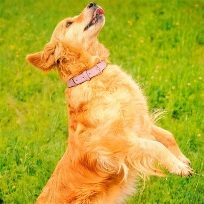 Collier chien en cuir - CozyPaw™ - Chien store