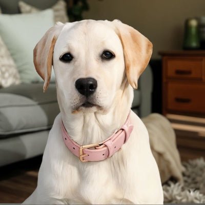 Collier chien en cuir - CozyPaw™ - Chien store