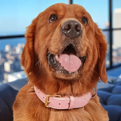 Collier chien en cuir - CozyPaw™ - Chien store