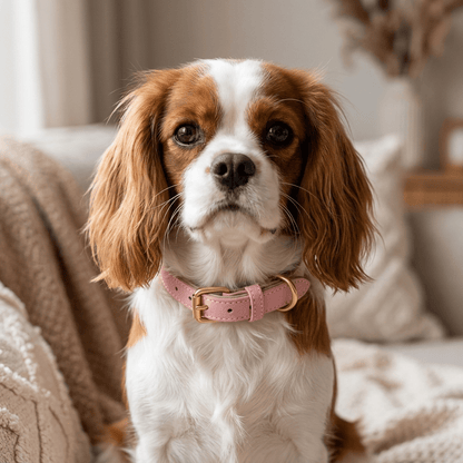 collier chien en cuir rembourre rose sur cavalier king charles assis portrait interieur