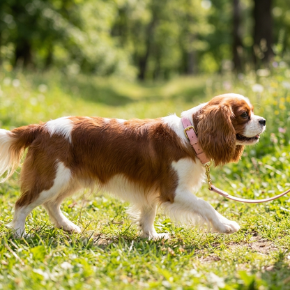 collier chien en cuir rembourre rose sur cavalier king charles en promenade profil parc