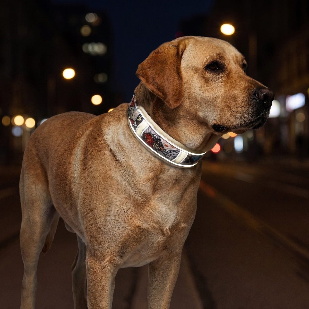Collier chien avec liseré réfléchissant porté de nuit en ville, visibilité assurée