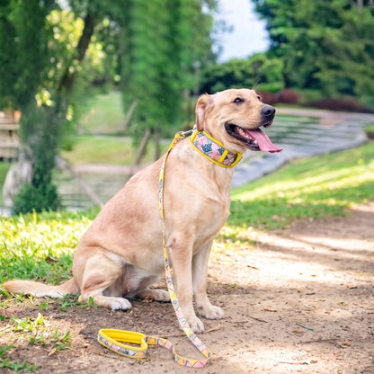 Chien assis dans un parc portant le collier et la laisse assortie liseré jaune