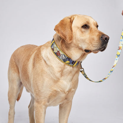 Gros plan studio sur la tête d'un chien portant le collier liseré beige