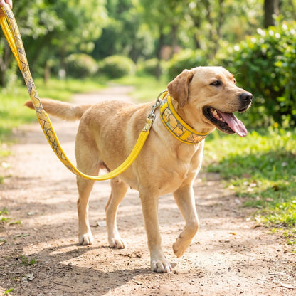 Chien en promenade dans un parc avec son collier et sa laisse liseré jaune