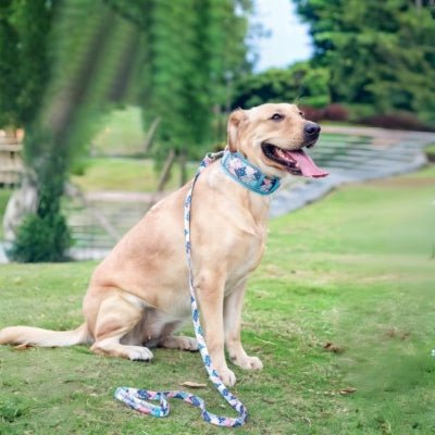 Collier chien ensemble collier DuraFit + laisse assortie confort et style - Chienstore