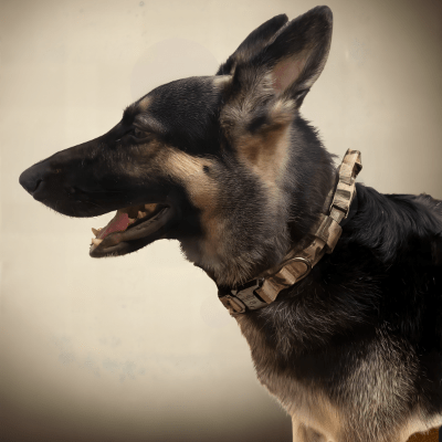 Collier chien camouflage militaire nylon rembourre avec poignée contrôle et boucle relâchement rapide - ControlMax™ 