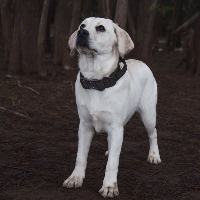 collier chien tactique noir militaire sur chien attentif en forêt