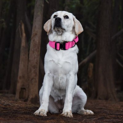 collier chien tactique rose sur Labrador assis en forêt
