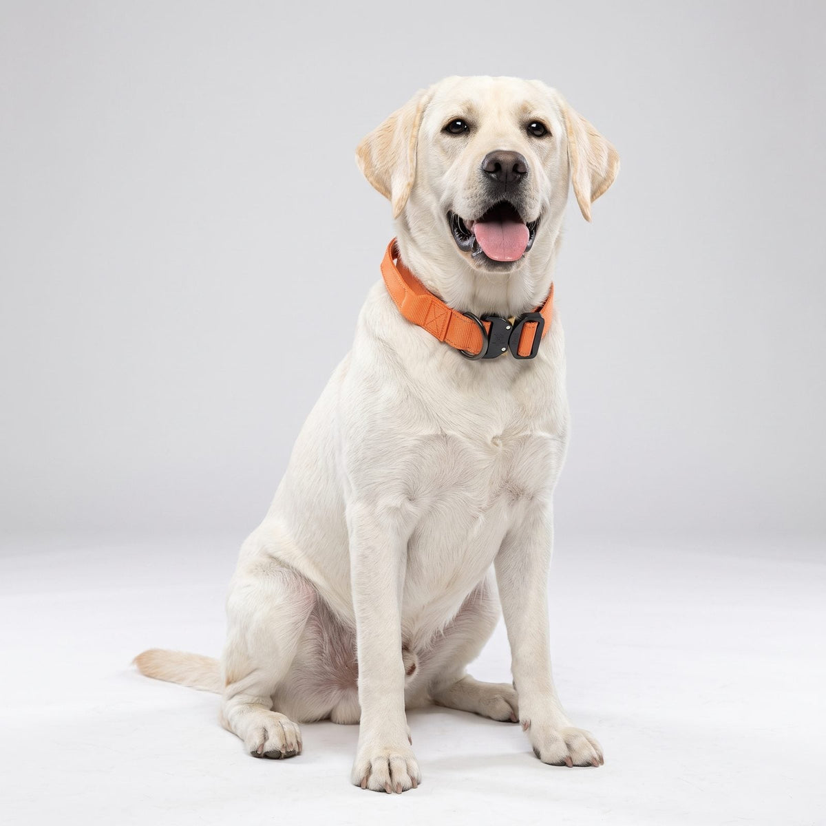 collier chien tactique orange porté par un labrador assis, portrait
