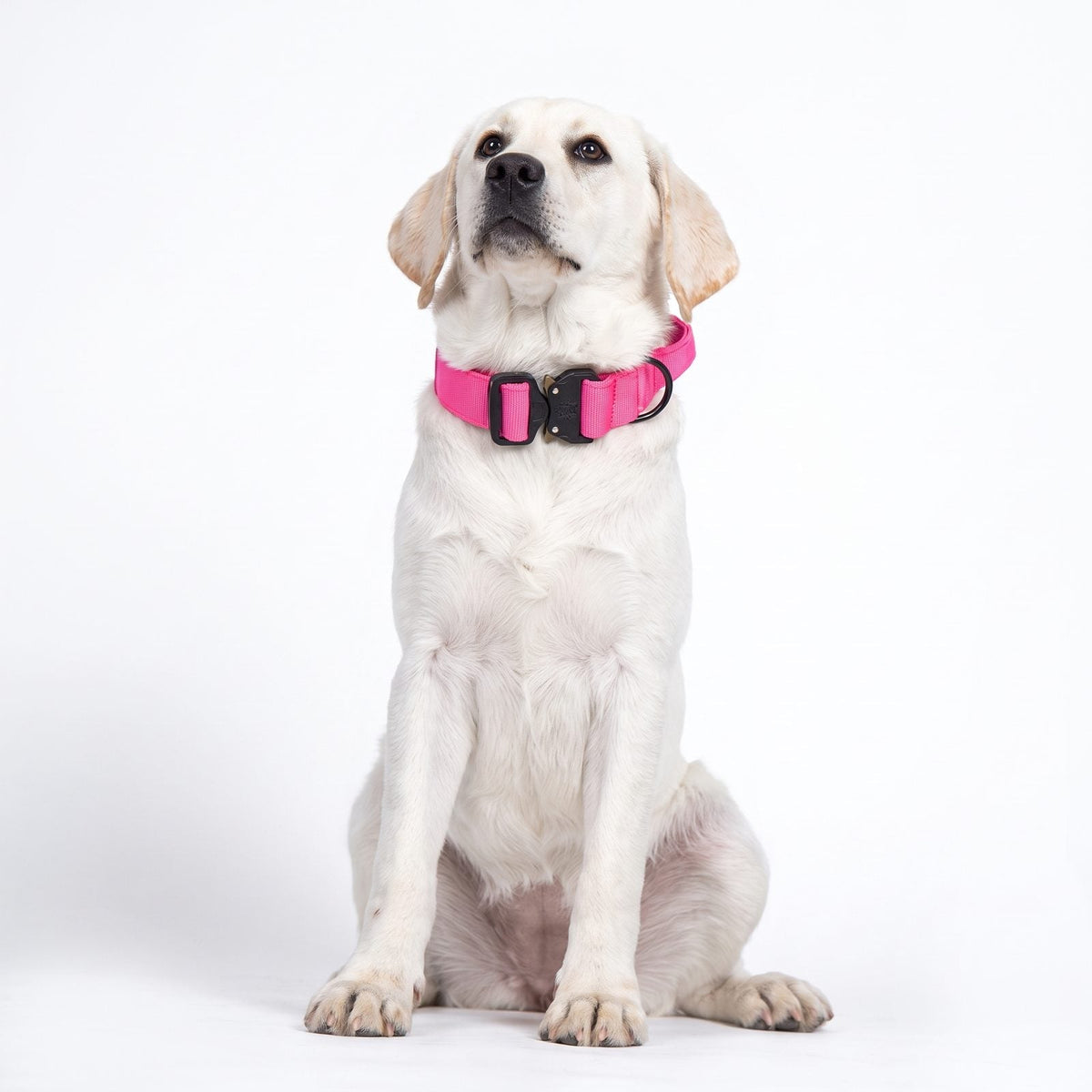 collier chien tactique rose porté par un labrador assis, portrait