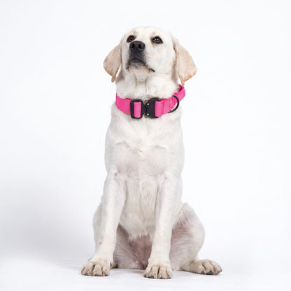 collier chien tactique rose porté par un labrador assis, portrait