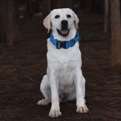 collier chien tactique bleu vif pour grande race en promenade