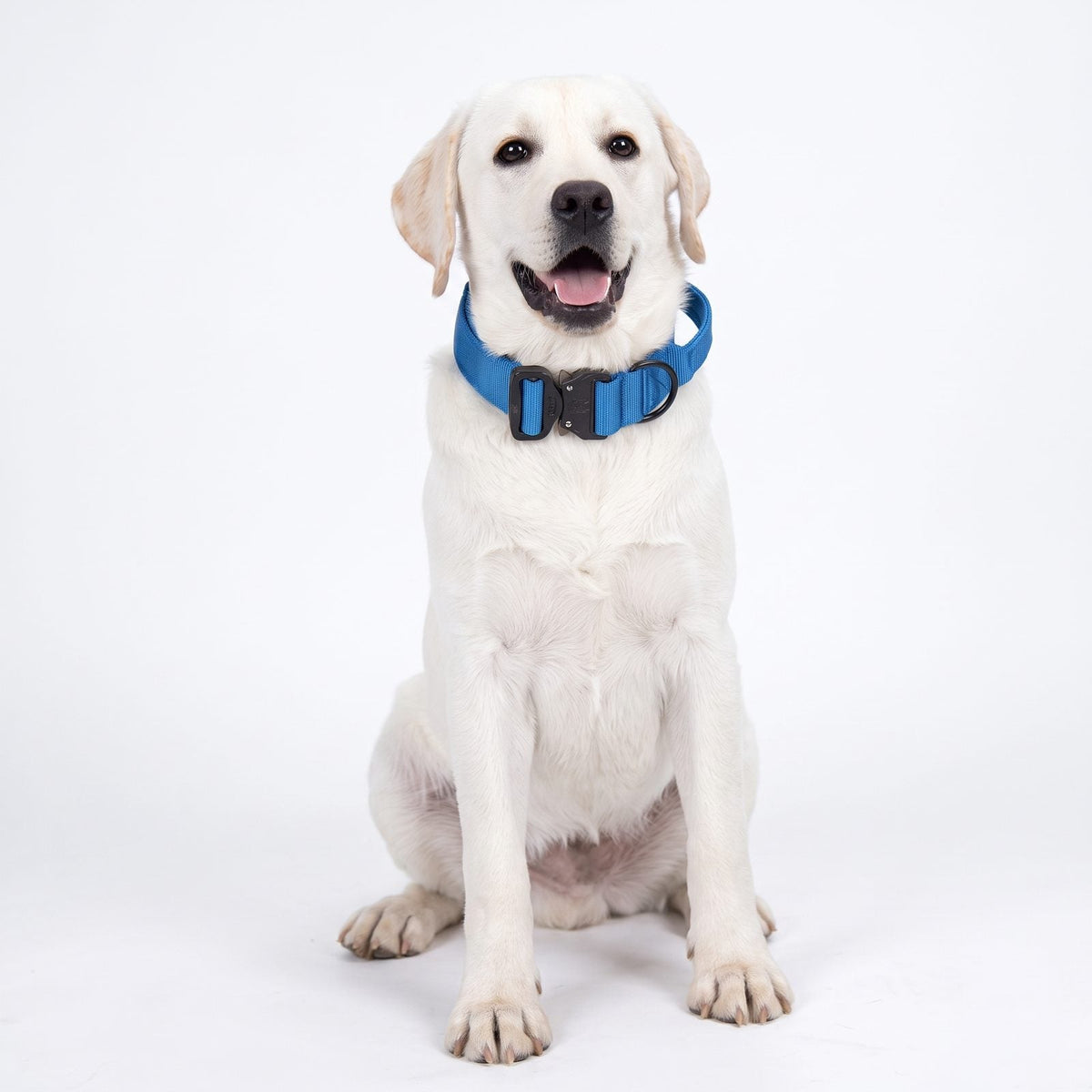 collage détail collier chien tactique bleu boucle anneau D et poignée