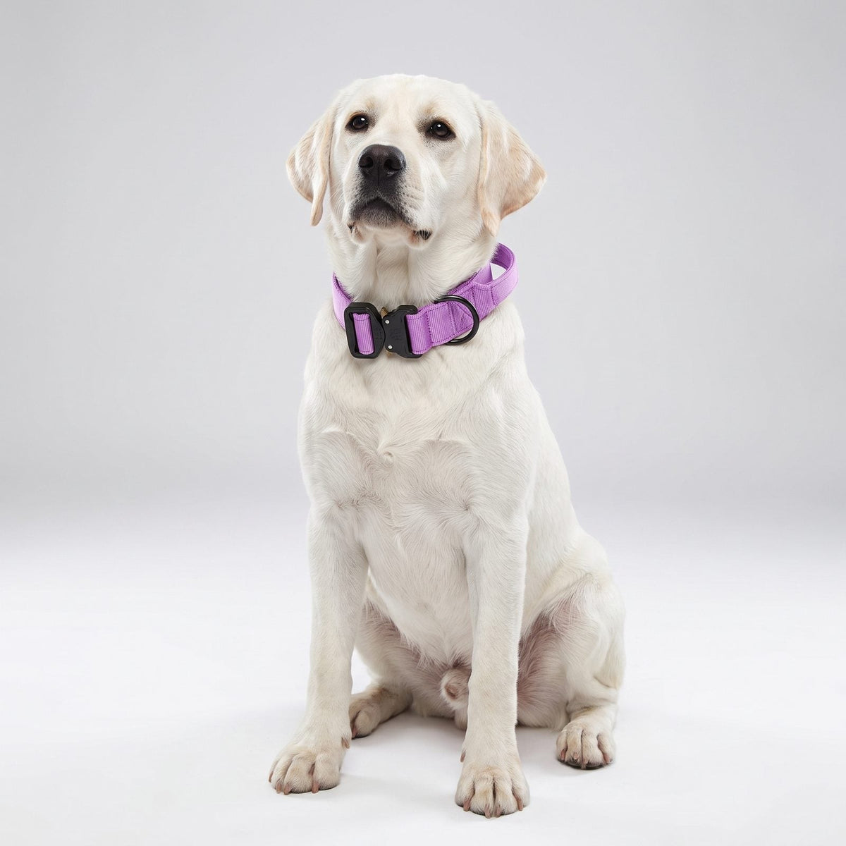 collier chien tactique violet porté par un labrador assis, portrait