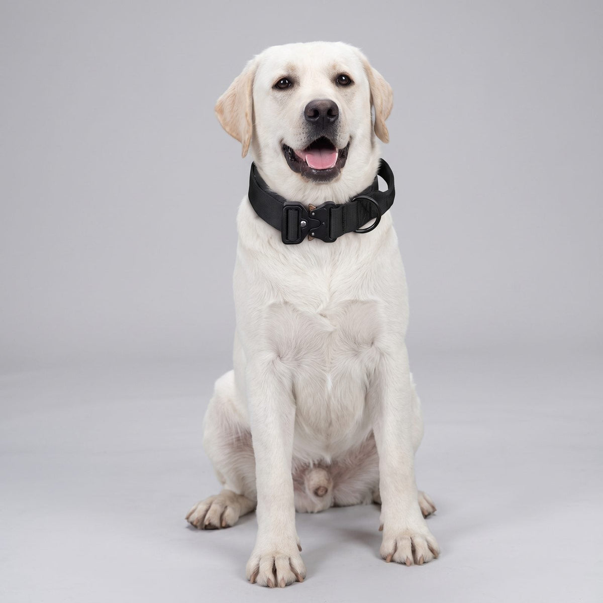 collier chien tactique noir porté par un labrador assis, portrait