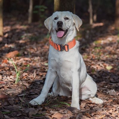 collier chien tactique orange sur Labrador ensoleillé dans les bois