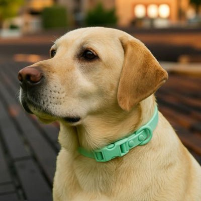 collier chien vert sur labrador promenade waterproof