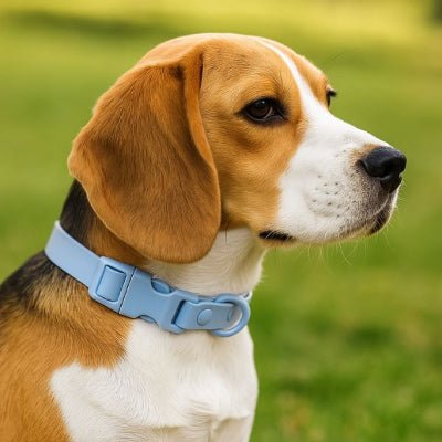 collier chien ajustable bleu sur beagle waterproof