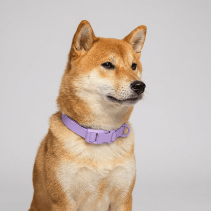 collier chien etanche violet sur shiba inu portrait interieur