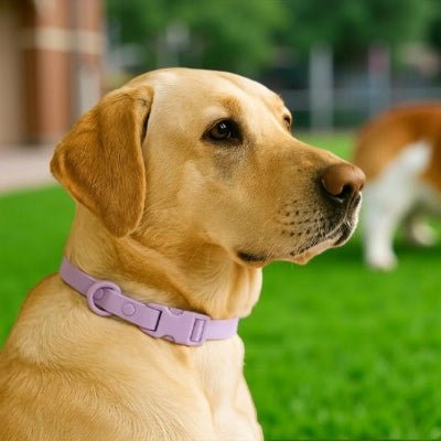 collier chien violet elegant sur labrador waterproof