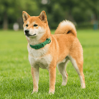 collier chien etanche vert sur shiba inu exterieur