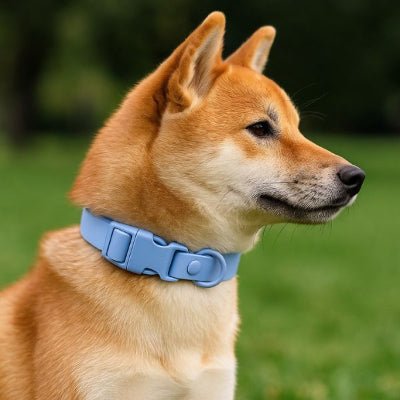 collier chien etanche bleu sur shiba waterproof