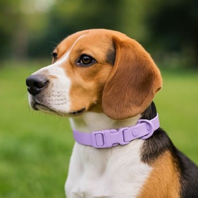 collier chien jaune violet bleu resistant a l eau waterproof