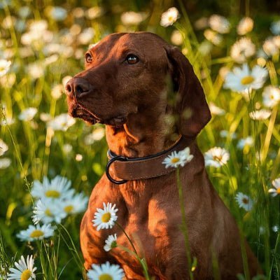 Collier cuir chien - Didog - Chien store