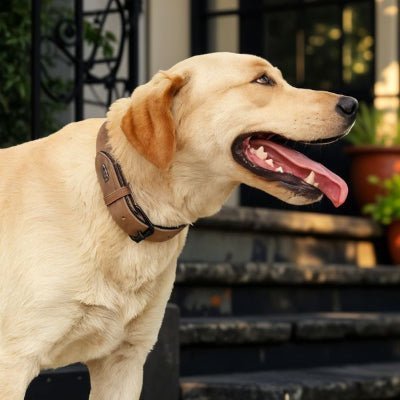Collier cuir chien - Didog™ - Chien store