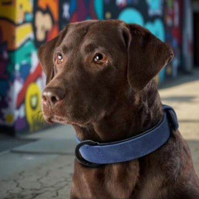 Collier cuir chien - Didog™ - Chien store