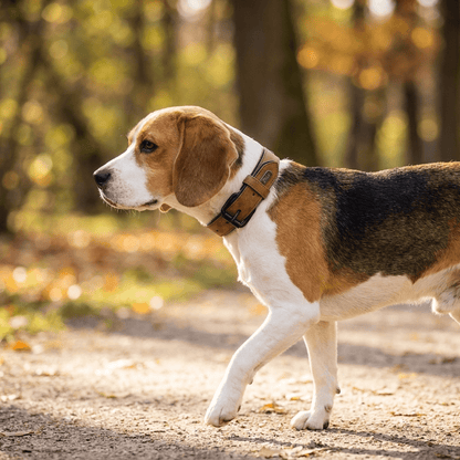 collier cuir chien marron sur beagle en promenade profil parc