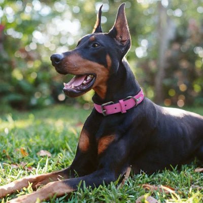 Collier cuir chien - Didog - Chien store