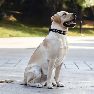 Collier cuir chien - RivetRuff™ - Chien store
