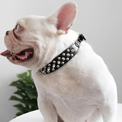 Collier cuir chien - RivetRuff™ - Chien store