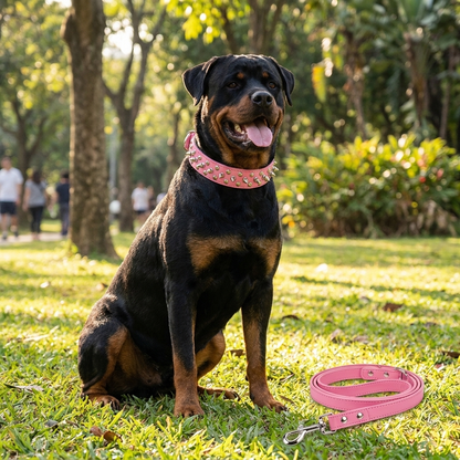 collier chien cuir cloute avec laisse assortie rose sur rottweiler assis exterieur