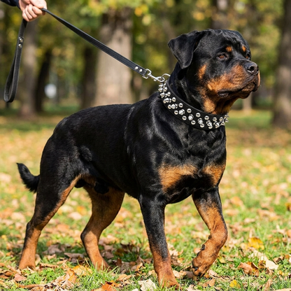collier chien cuir cloute avec laisse assortie noir sur rottweiler trois quarts avec laisse tendue