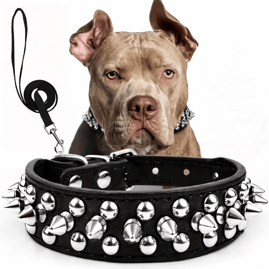 Collier cuir chien noir RivetRuff avec rivets metalliques et laisse assortie porte par un chien style pitbull sur fond blanc