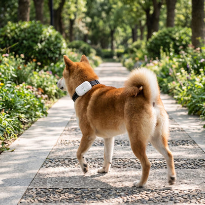 Chien en promenade portant le collier de dressage chien choc électrique coloris blanc